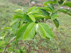 Antidesma venosum