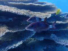 Parupeneus insularis