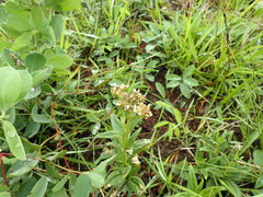 Conostomium natalense