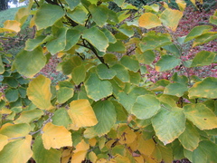 Hamamelis mollis