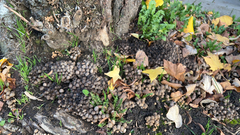 Coprinellus disseminatus