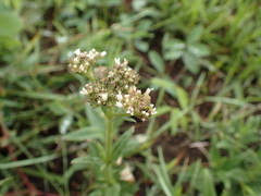 Conostomium natalense