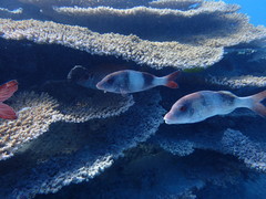 Parupeneus insularis