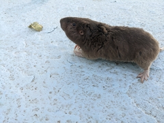 Geomys bursarius