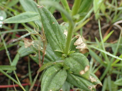 Conostomium natalense