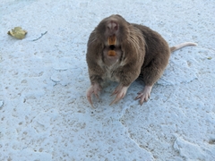 Geomys bursarius