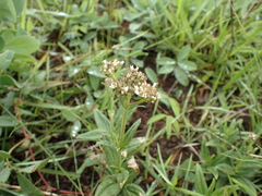 Conostomium natalense