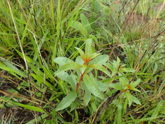 Heteropyxis natalensis