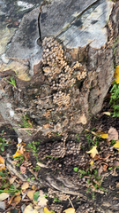 Coprinellus disseminatus