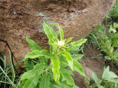 Baccharoides adoensis