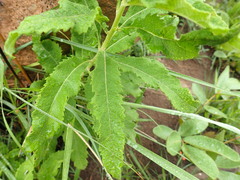 Baccharoides adoensis