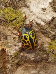 Calligrapha polyspila