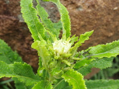 Baccharoides adoensis