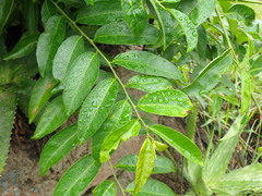 Sclerocroton integerrimus
