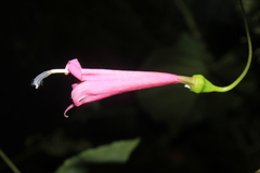 Siphocampylus hispidus