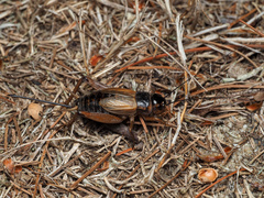 Gryllus pennsylvanicus