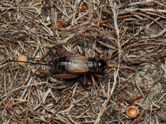 Gryllus pennsylvanicus