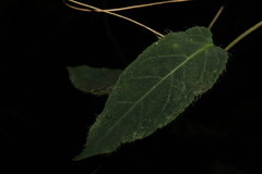 Siphocampylus hispidus