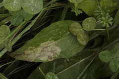 Phytomyza albiceps group