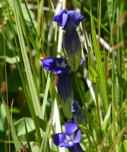 Rocky Mountain Fringed Gentian