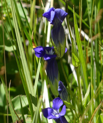 Gentianopsis thermalis