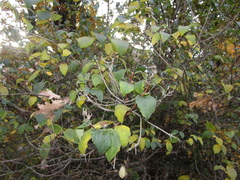 Philadelphus × virginalis