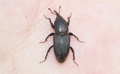 Sphenophorus simplex