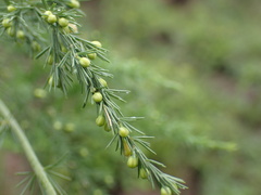 Asparagus setaceus
