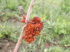 Aceria aloinis