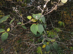 Philadelphus × virginalis
