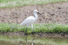Egretta garzetta nigripes