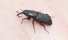 Sphenophorus simplex