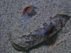 Torquigener pleurogramma