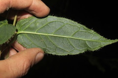 Siphocampylus hispidus