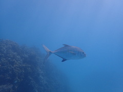 Caranx