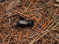 Gryllus veletis