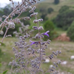 Salvia melissodora