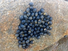 Nerita scabricosta