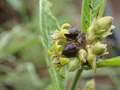 Raphionacme galpinii