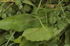 Phytomyza albiceps group