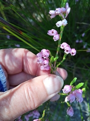 Erica palliiflora