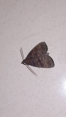 Noctuoidea