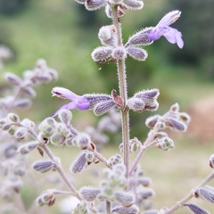 Salvia melissodora