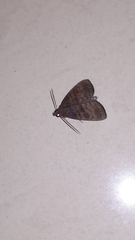 Noctuoidea