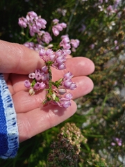 Erica palliiflora