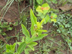 Raphionacme galpinii