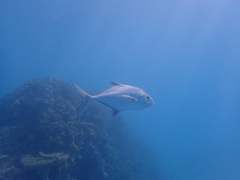 Caranx