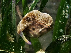 Brachaluteres jacksonianus