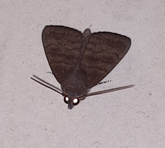 Noctuoidea