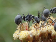 Polyrhachis schistacea